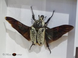 Haustiermesse am 1.03.2026